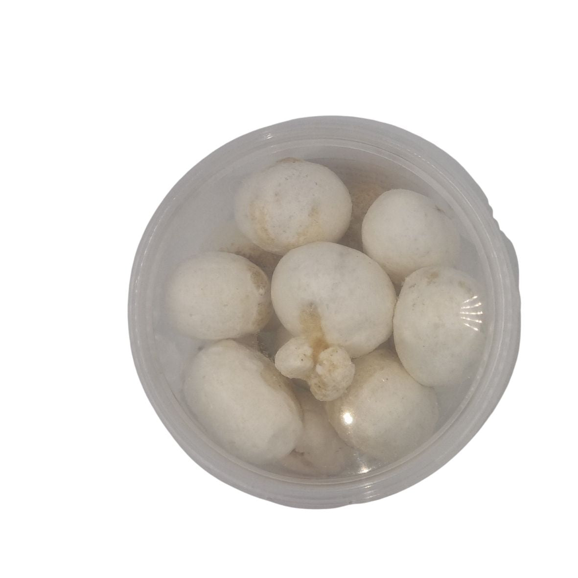 Сушений заморожуванням - Bollen Salmiak